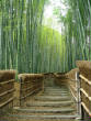 tattoo/Bamboo_Trees_at_the_Adashino-nenbutsuji_Temple_jpg_w83h110.jpg